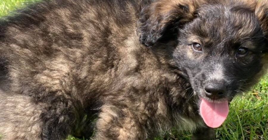 cagnolino cerca casa 