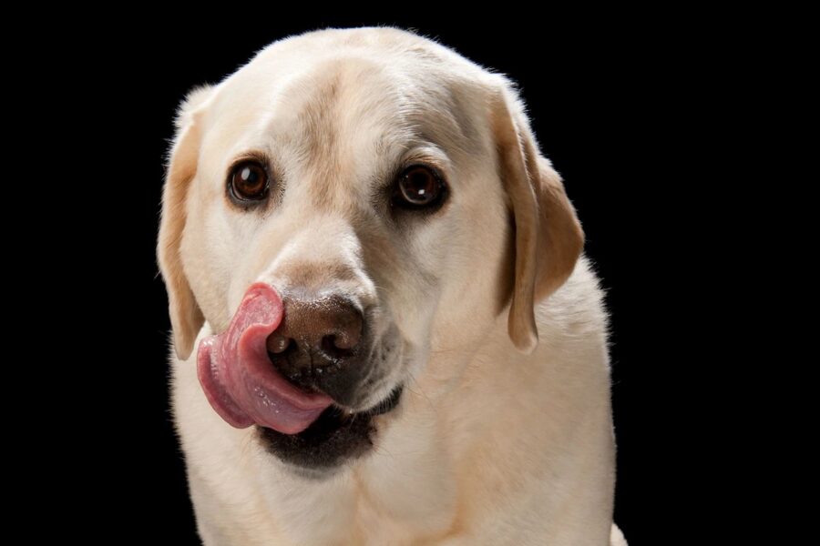 cane si lecca il muso