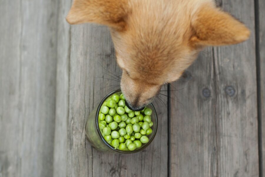 cane mangia piselli