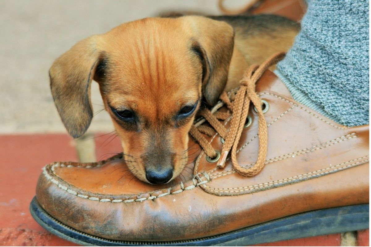 cucciolo morde una scarpa