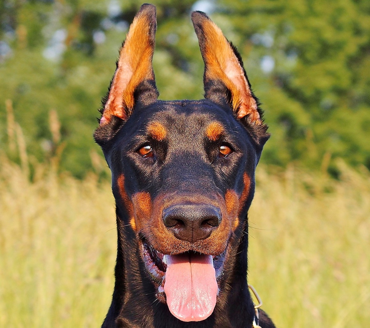 dobermann linguaccia