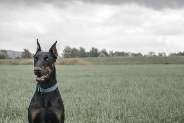 Dobermann, cosa mangia? I suoi cibi preferiti (e cosa bisogna evitare)