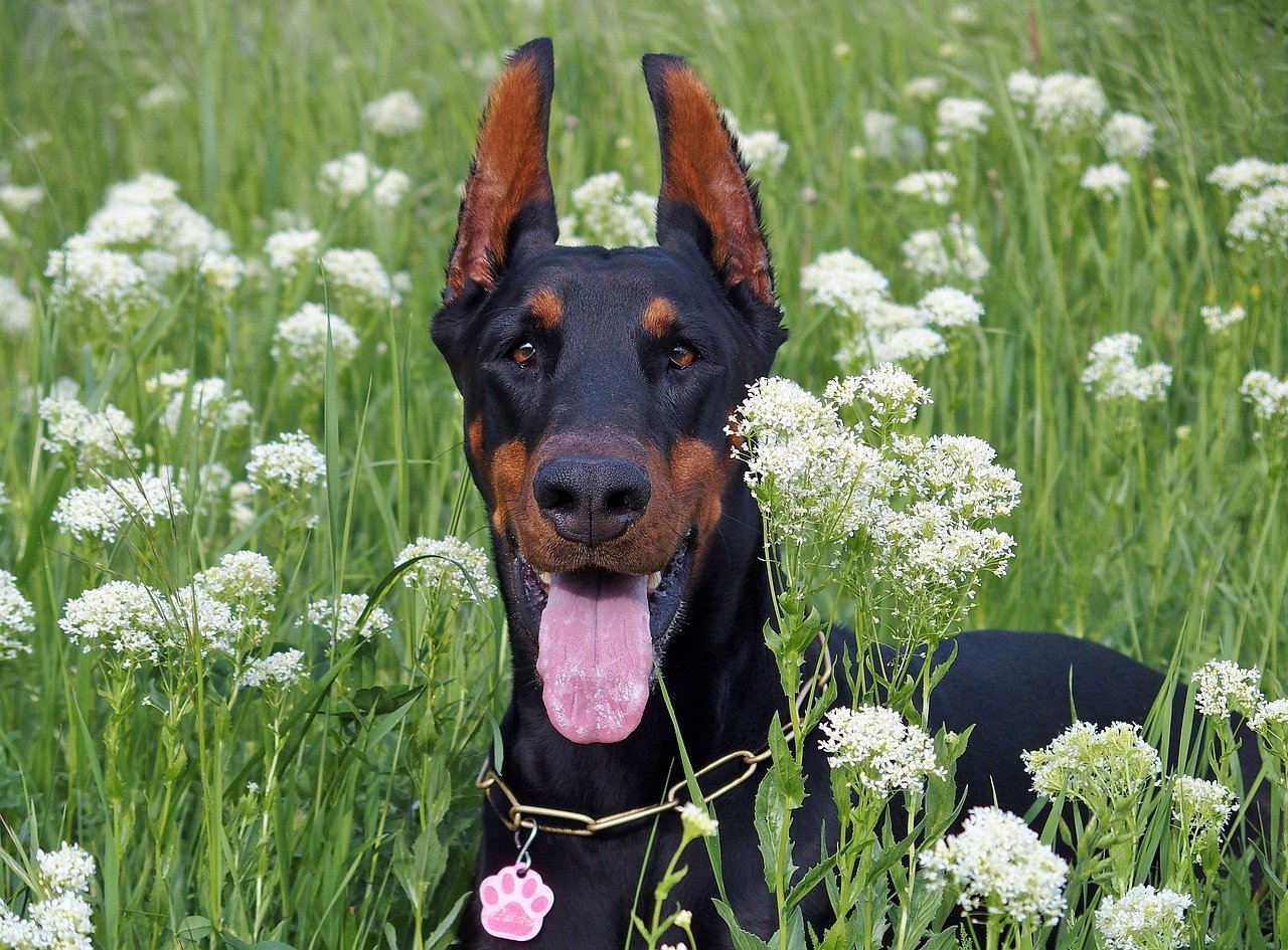 dobermann felice nel prato