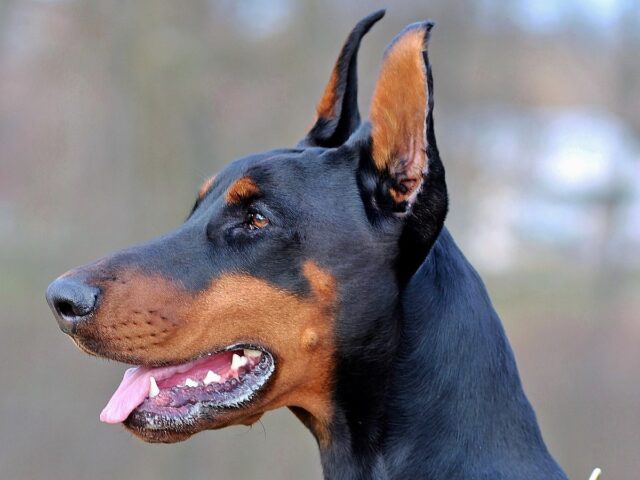 Il Dobermann è un cane cattivo?