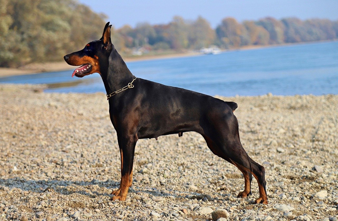 dobermann elegante