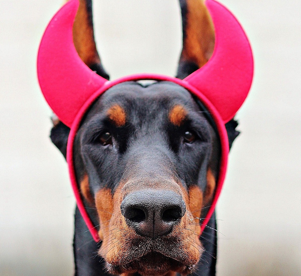 dobermann devil dog