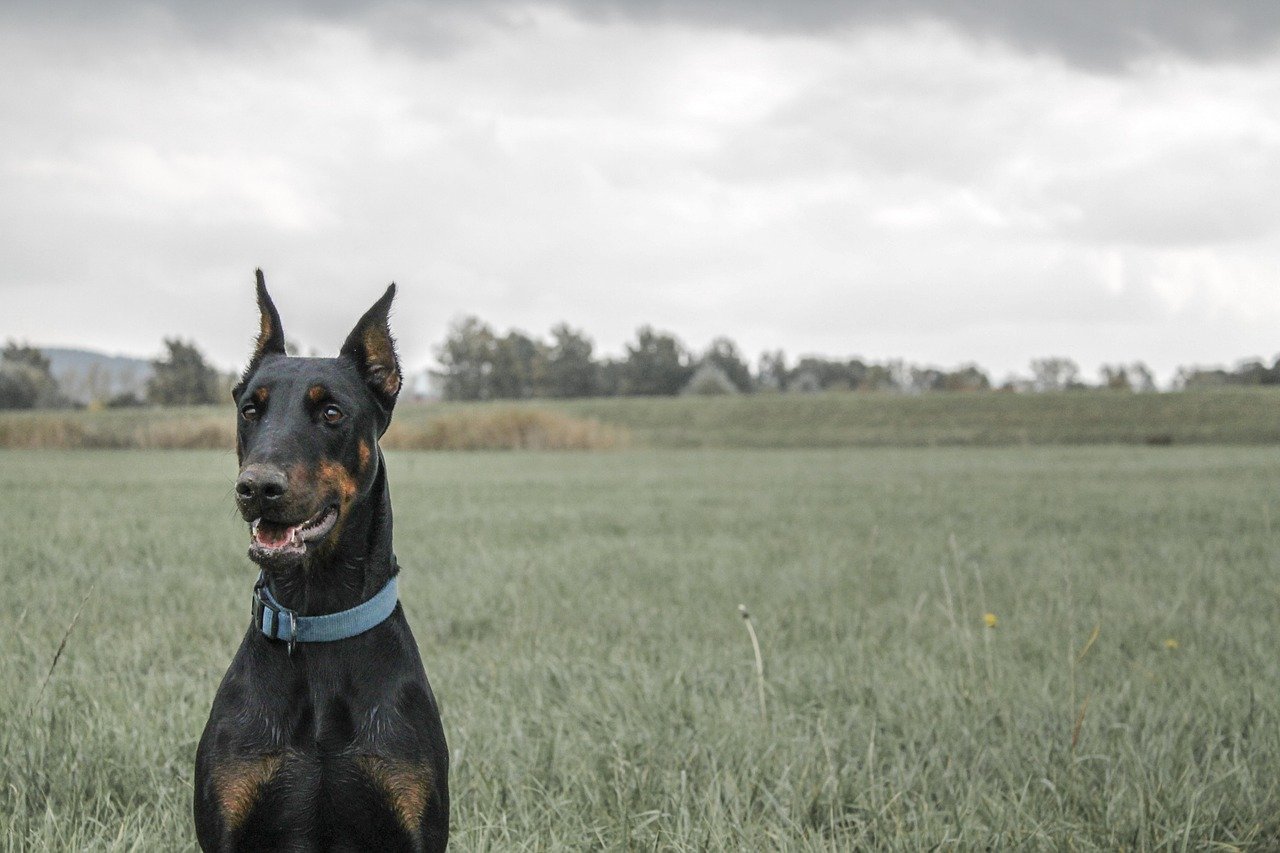 dobermann divertito