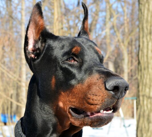 Dobermann, toelettatura: come spazzolarlo e tenere il suo pelo sempre lucido e bello