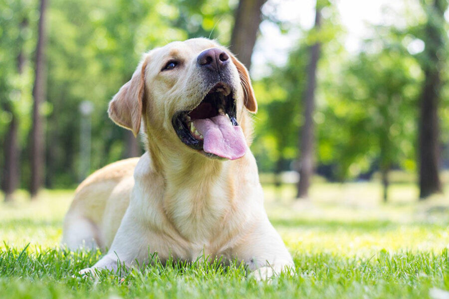 cane labrador in giardino