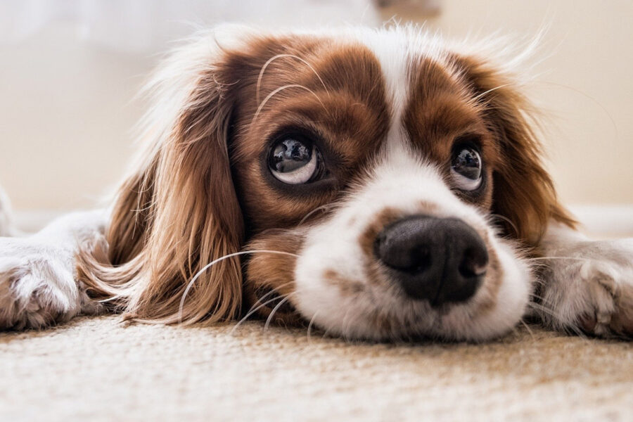 cane guarda in alto