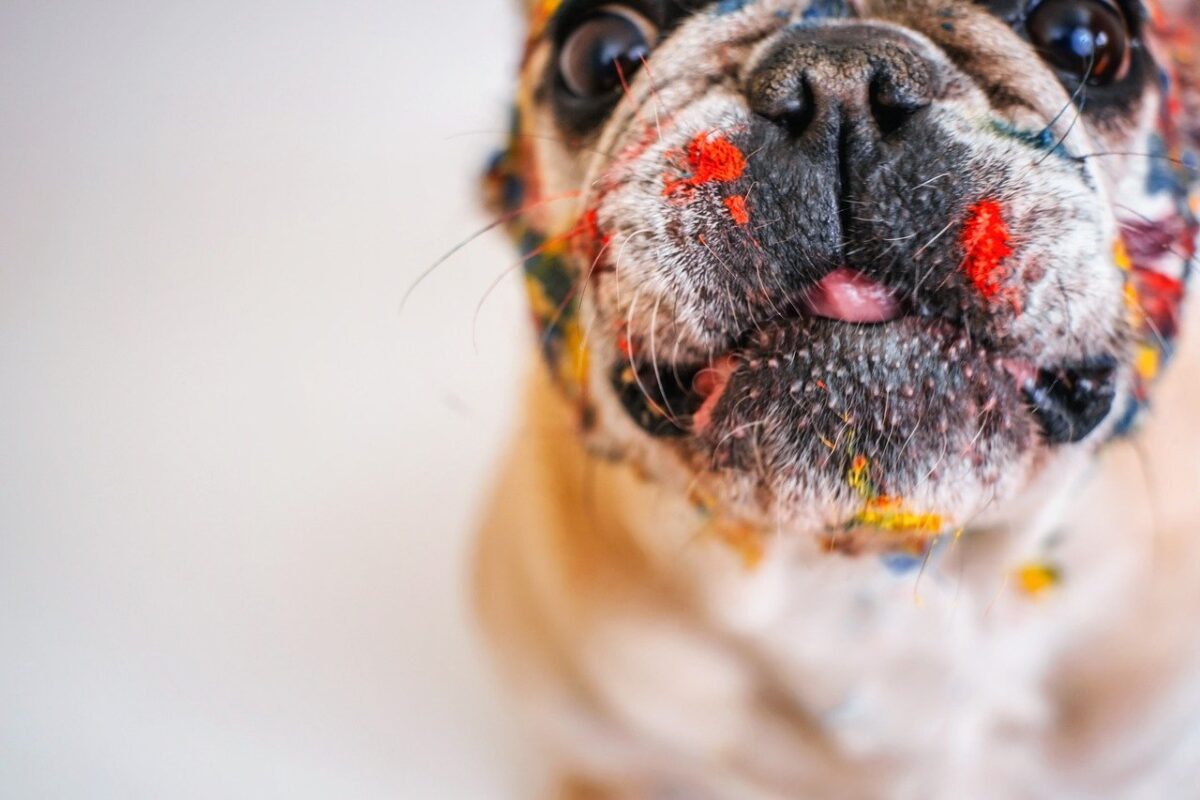 bulldog francese