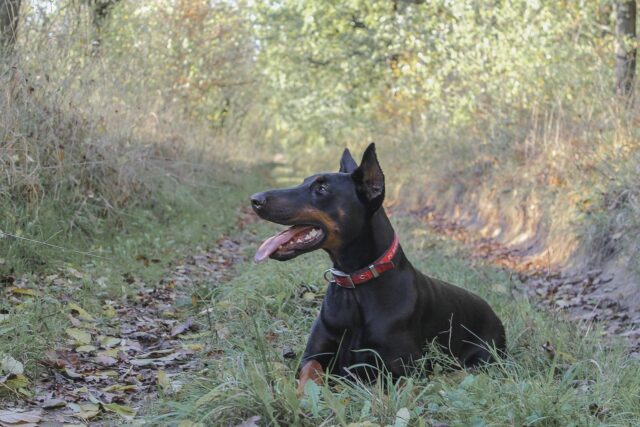 Falsi miti sul Dobermann: credenze che vanno assolutamente sfatate