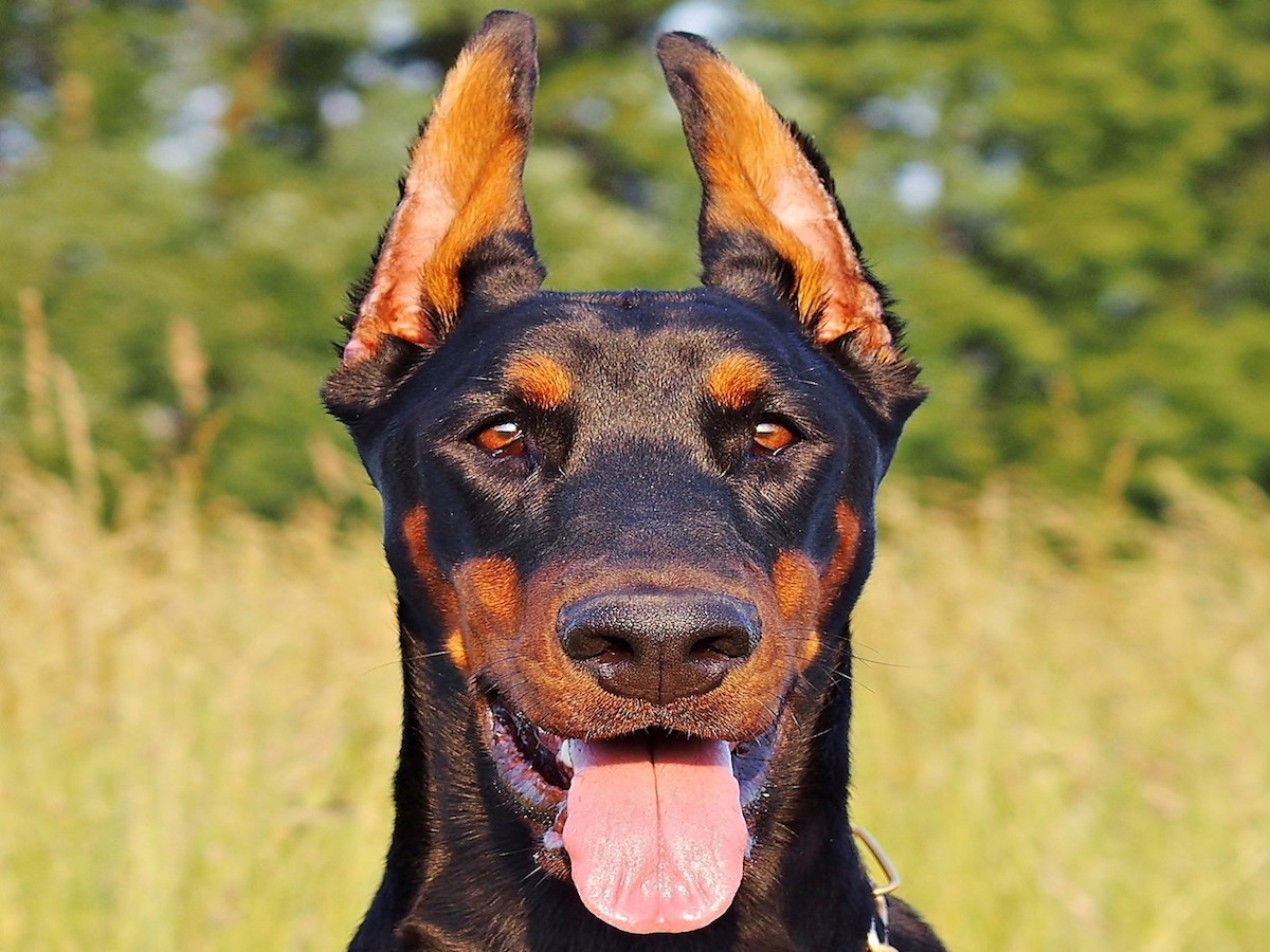 dobermann felice