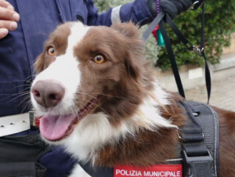 piper cucciola ricordo città di firenze