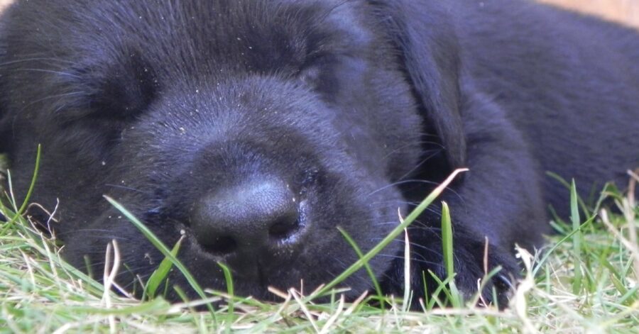  cucciolo di cane