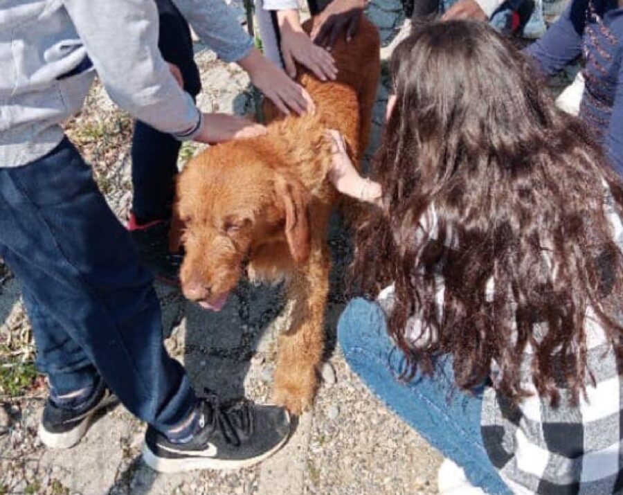 gazzola alunni meravigliati cane adolf