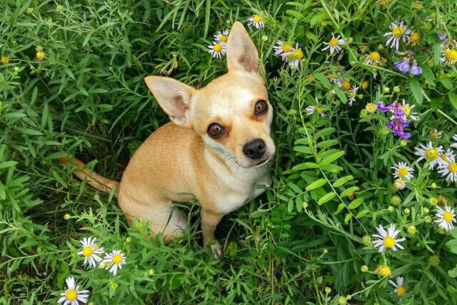 Il giardino può essere pericoloso per il cane? 10 insidie nascoste