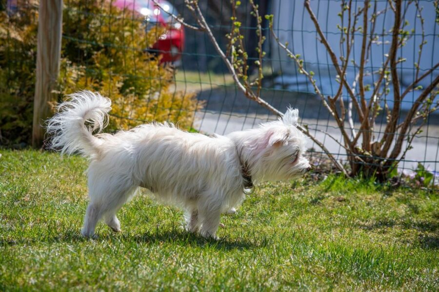 recinzione per il giardino con il cane