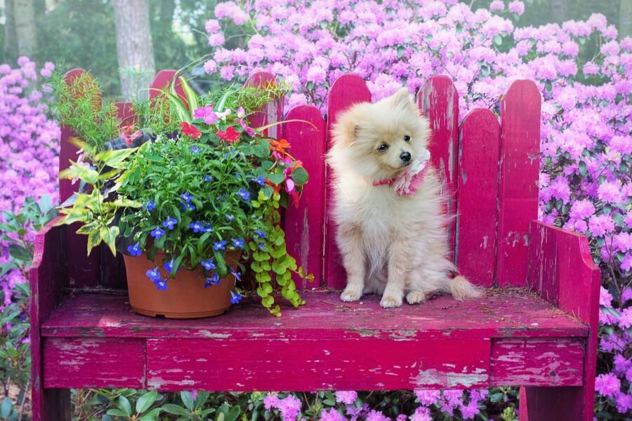 cagnolino su una panchina in giardino