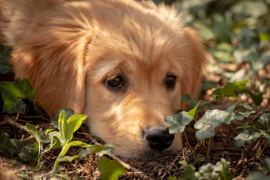 cucciolo triste