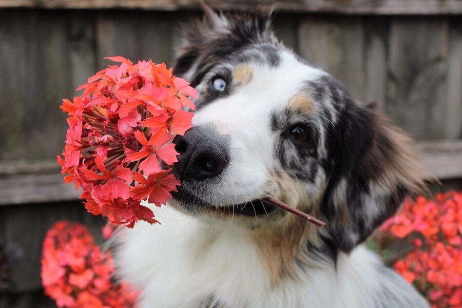 cane buffo con fiori in bocca