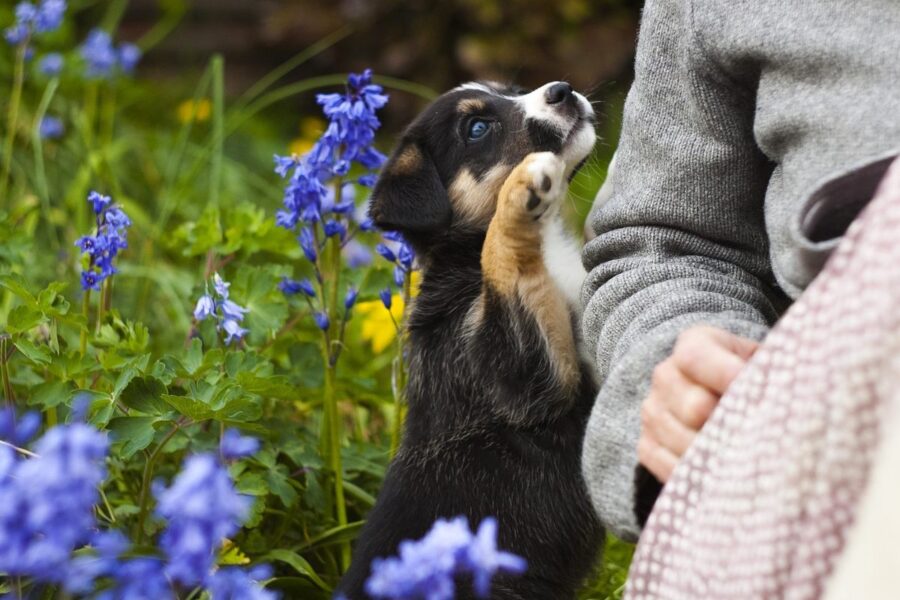 cucciolo cerca le attenzioni della padrona