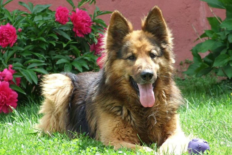 pastore tedesco gioca con la palla in giardino