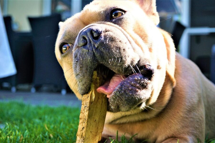 bulldog gioca con un pezzo di legno