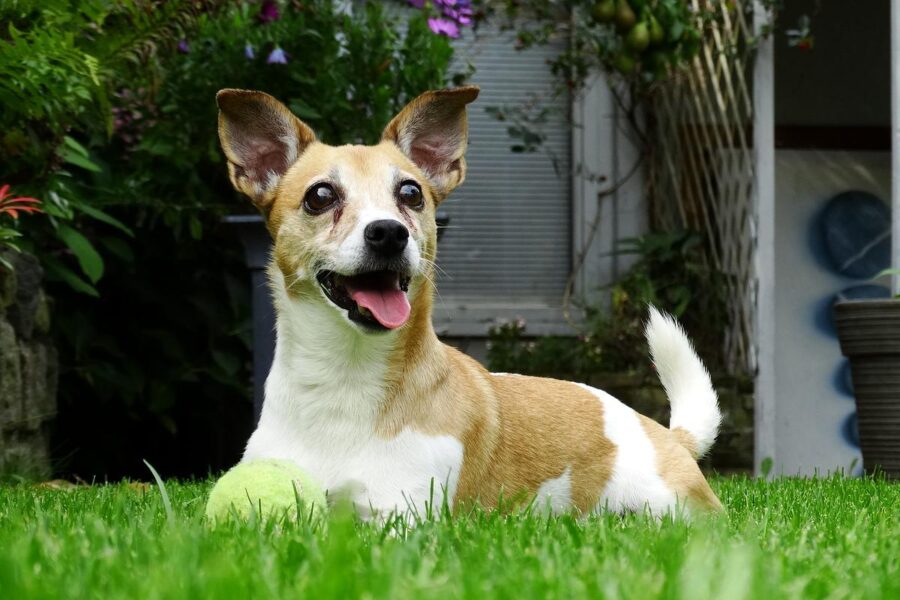 cane disteso sul prato