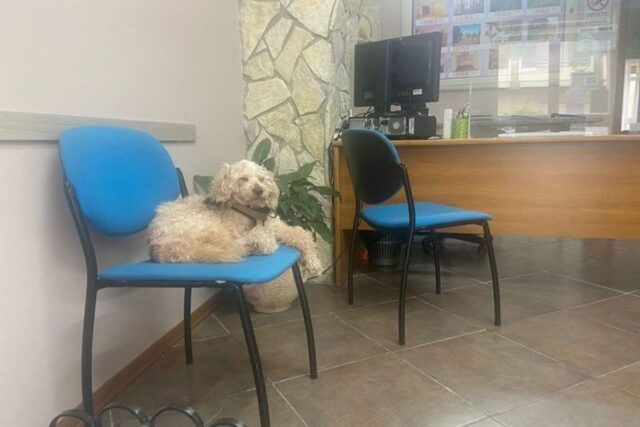 Giotto, il cane usato come esca che cerca una nuova vita e si affeziona a tutti