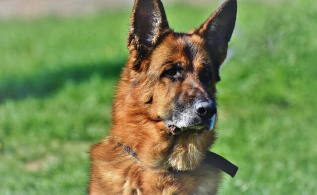 Gravina di Catania, vede il cane antidroga, pusher si consegna ai carabinieri