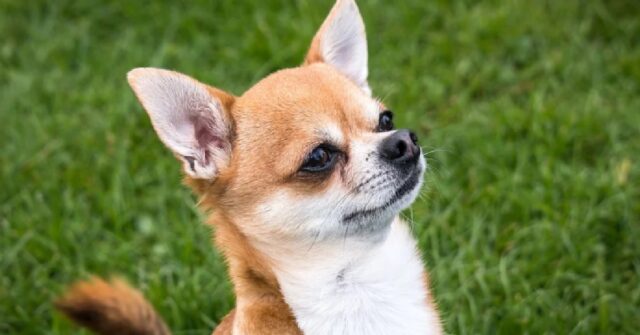 Il cucciolo Charlie cerca di convincere il proprietario ad andare al parco, il video