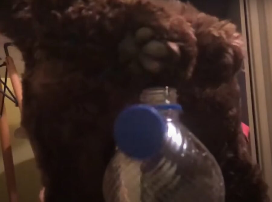 percy cucciolo cockapoo bottle cap challenge