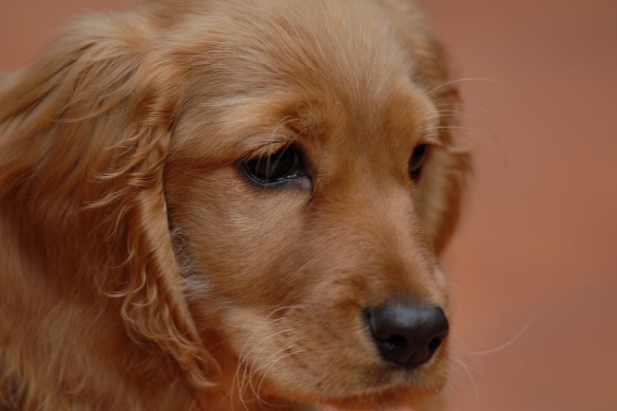 il cucciolo di cane può avere dei brutti ricordi 