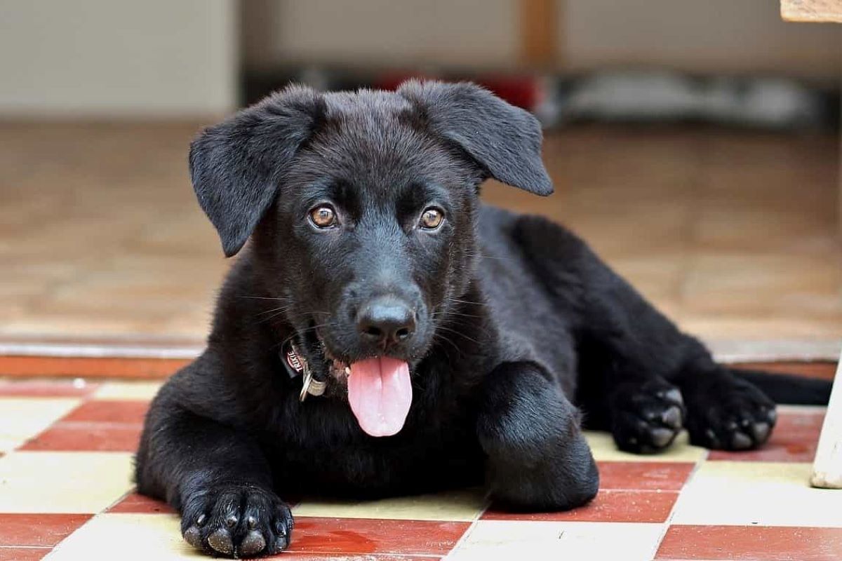 cagnolino pensa