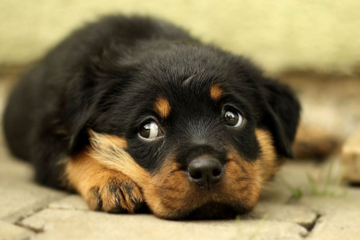 il cucciolo di cane può avere brutti ricordi