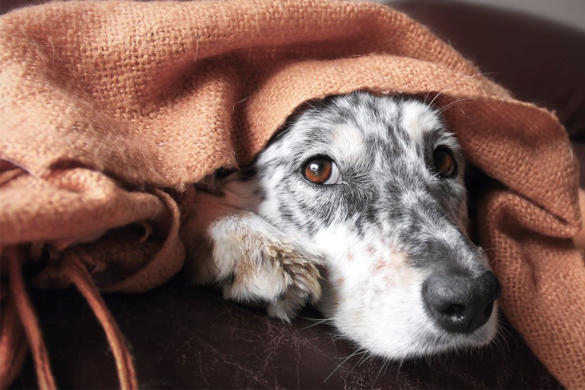 il cucciolo di cane può avere brutti ricordi 