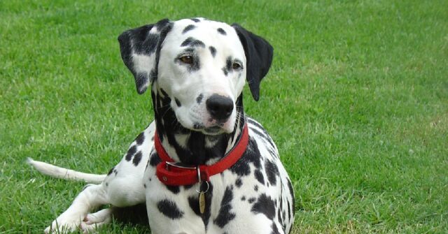 Il cucciolo di Dalmata vuole sfuggire al bagnetto, il suo assurdo metodo in video