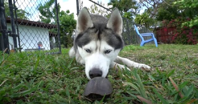 Il cucciolo di Husky incontra per la prima volta una tartaruga, il video è meraviglioso