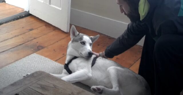 Il cucciolo di Husky non vuole andare nella cuccia, la sua esilarante protesta in video