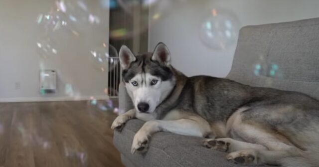 Il cucciolo di Husky vede per la prima volta le bolle di sapone, la sua reazione in video è stupenda