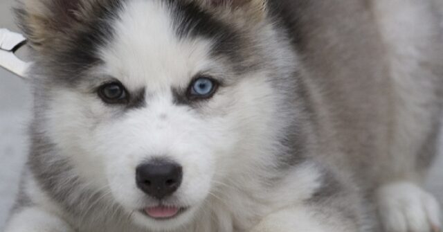 Il cucciolo di Husky vede per la prima volta una bottiglietta, la sua reazione in video è adorabile