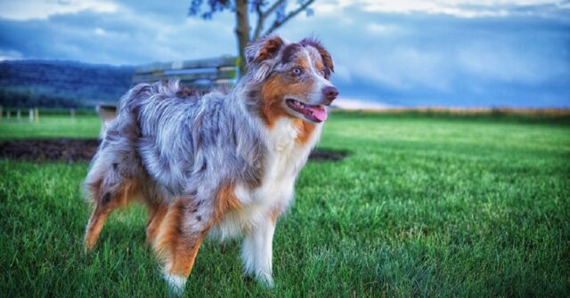 Il cucciolo di Pastore Australiano arriva al parco giochi, la sua reazione in video è spettacolare