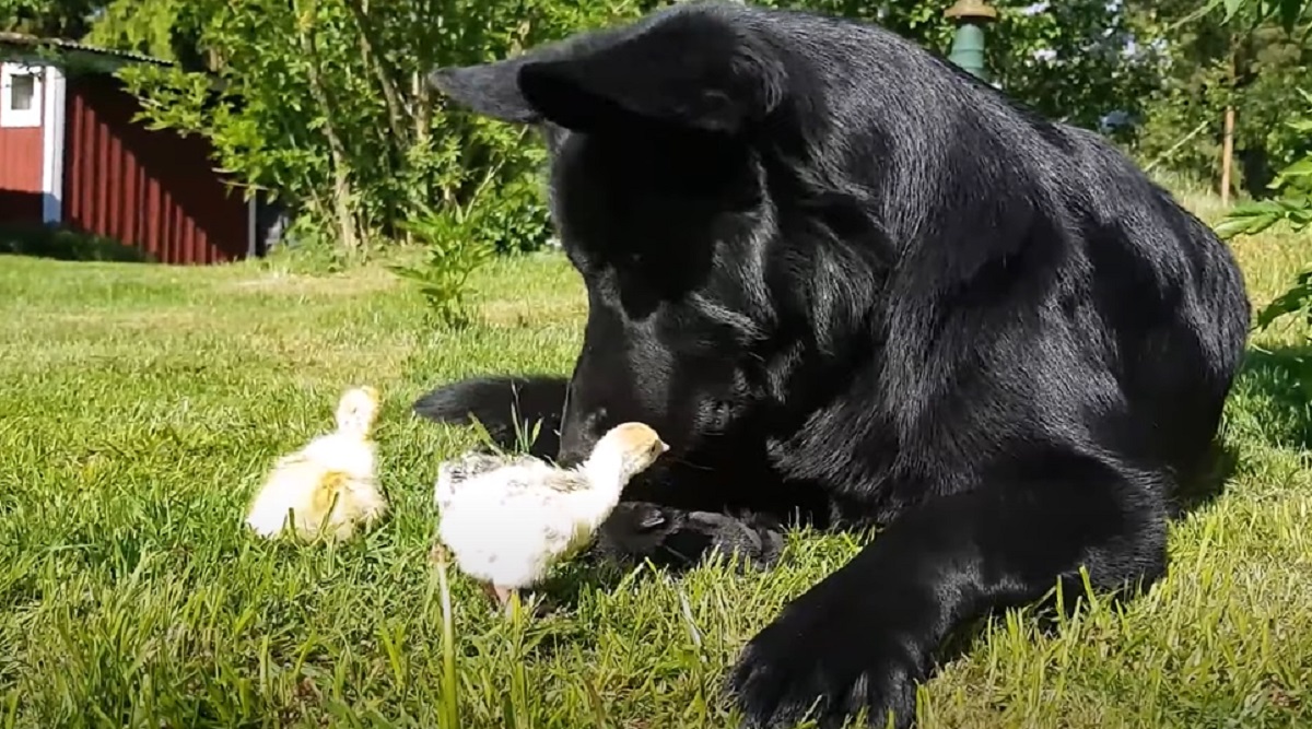 coccole piccoli amici