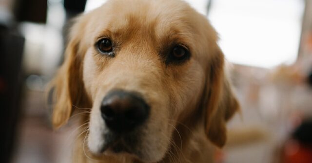 Il cucciolo Golden Retriever è terrorizzato da Darth Vader, la sua reazione in video è esilarante