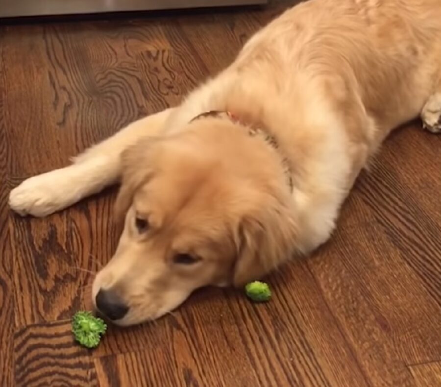 gertie cucciolo golden trattamento alcuni broccoli