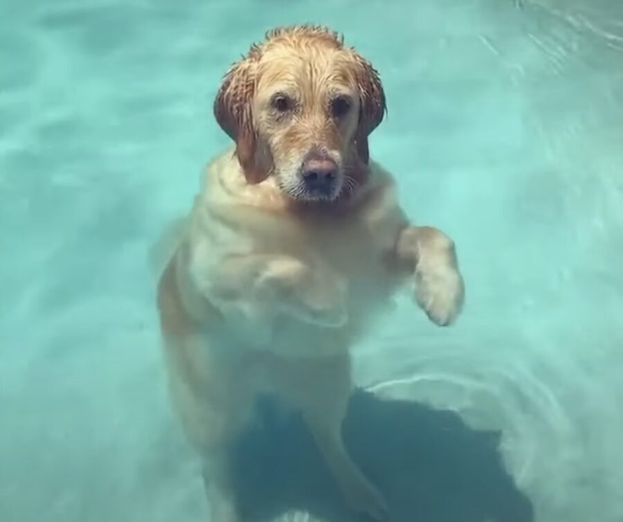 il cucciolo golden retriever ha idea per rilassarsi in piscina video