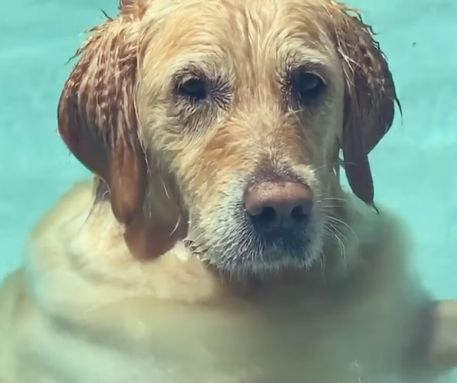 willow cucciolo bravura nello stare acqua