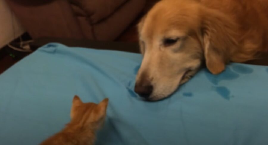 cane guarda gatto