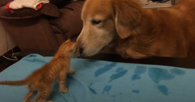 Il cucciolo Golden Retriever incontra un gattino orfano, il video è tenerissimo